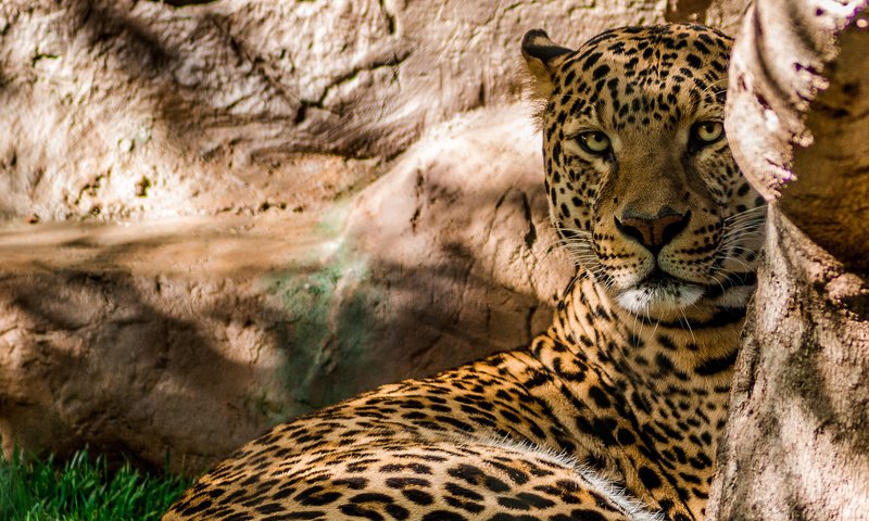 Обои скалы, леопард, хищник, большая кошка, rocks, leopard, predator, big cat разрешение 2048x1309 Загрузить