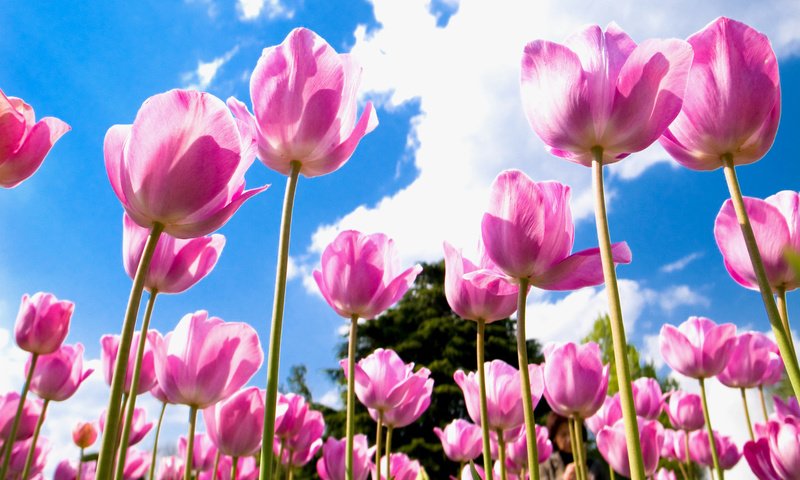 Обои небо, цветы, облака, поле, лепестки, тюльпаны, розовые, голубое, the sky, flowers, clouds, field, petals, tulips, pink, blue разрешение 1920x1440 Загрузить