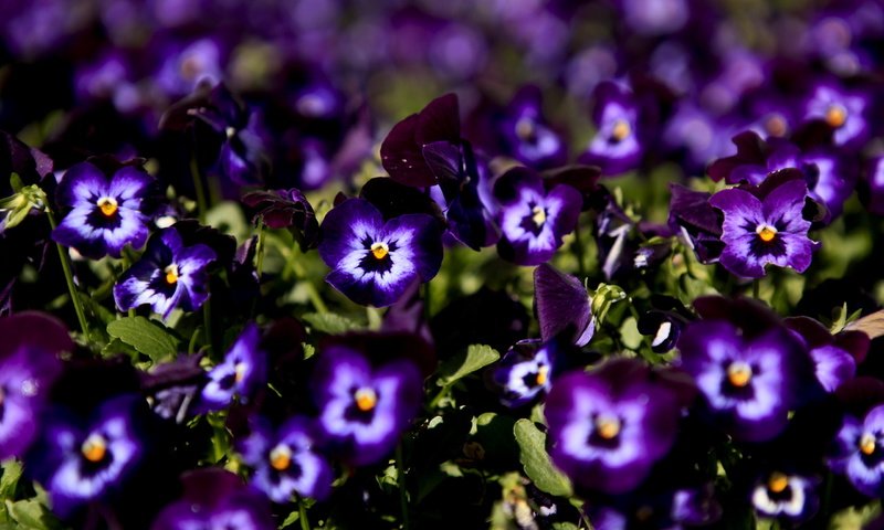 Обои цветы, макро, анютины глазки, фиолетовые, flowers, macro, pansy, purple разрешение 2560x1600 Загрузить