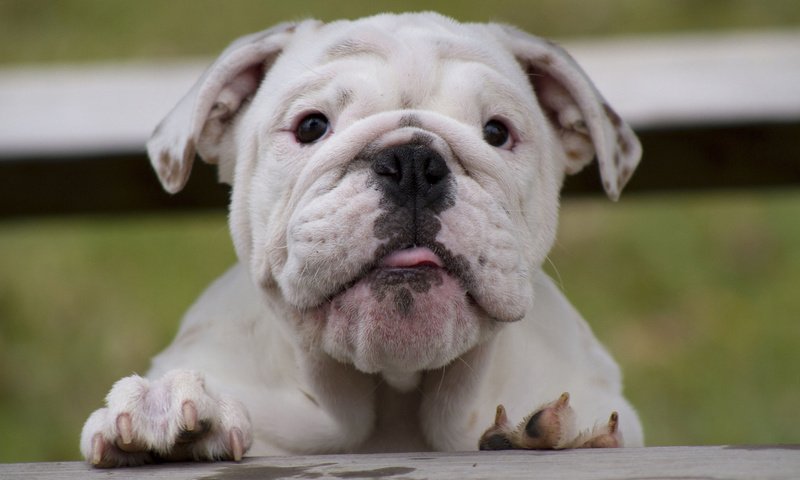 Обои морда, взгляд, белый, собака, щенок, английский бульдог, face, look, white, dog, puppy, english bulldog разрешение 1920x1200 Загрузить