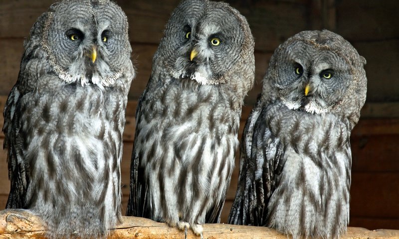 Обои птицы, совы, бородатая неясыть, хищные, birds, owls, great grey owl, predatory разрешение 2560x1707 Загрузить