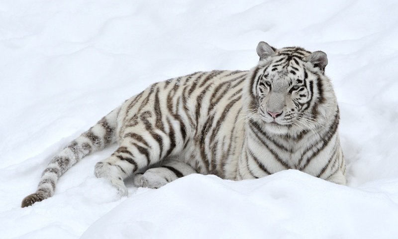 Обои тигр, снег, белый, лежит, хищник, tiger, snow, white, lies, predator разрешение 3400x2198 Загрузить