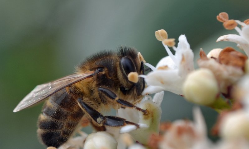 Обои цветы, макро, насекомое, крылья, пчела, flowers, macro, insect, wings, bee разрешение 1920x1300 Загрузить