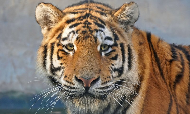 Обои тигр, морда, усы, взгляд, хищник, tiger, face, mustache, look, predator разрешение 1920x1275 Загрузить