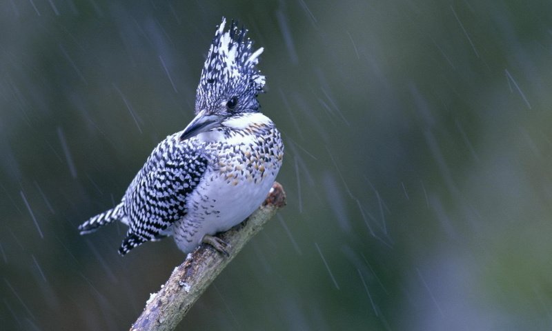 Обои ветка, природа, макро, птица, дождь, зимородок, branch, nature, macro, bird, rain, kingfisher разрешение 1920x1200 Загрузить