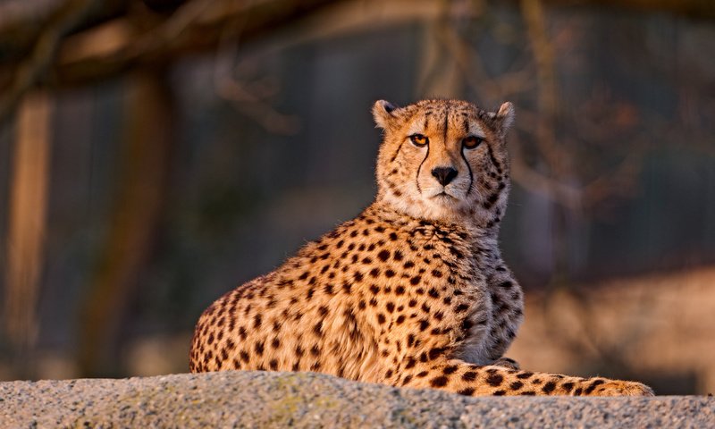 Обои морда, смотрит, взгляд, лежит, хищник, камень, большая кошка, гепард, face, looks, look, lies, predator, stone, big cat, cheetah разрешение 2560x1600 Загрузить