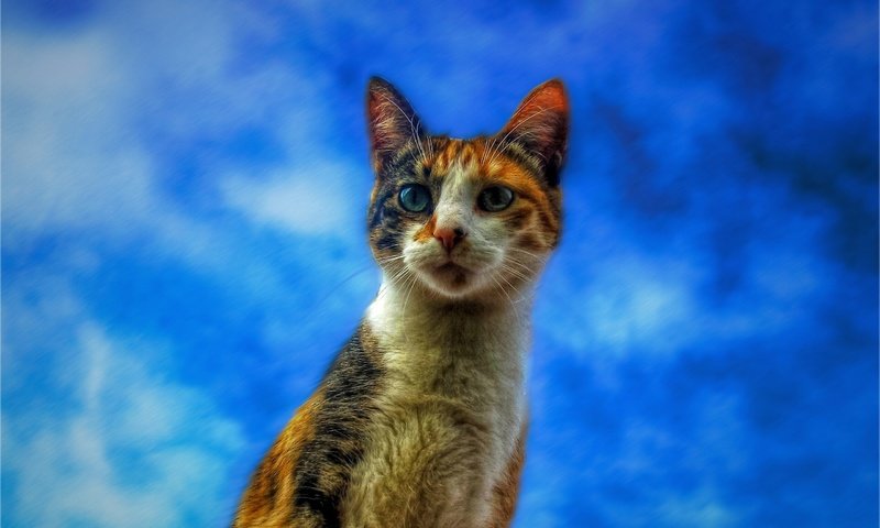 Обои небо, кот, кошка, взгляд, the sky, cat, look разрешение 2560x1600 Загрузить