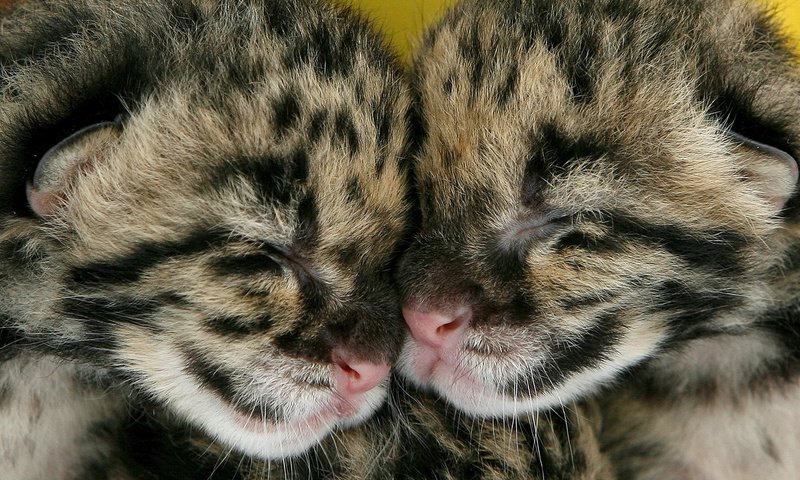 Обои парочка, спят, котята, двое, вместе, детеныши, пятнистые, a couple, sleep, kittens, two, together, cubs, spotted разрешение 1920x1080 Загрузить