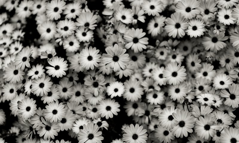 Обои цветы, лепестки, чёрно-белое, ромашки, белые, много, маргаритки, cvety, makro, flowers, petals, black and white, chamomile, white, a lot, daisy разрешение 2560x1440 Загрузить