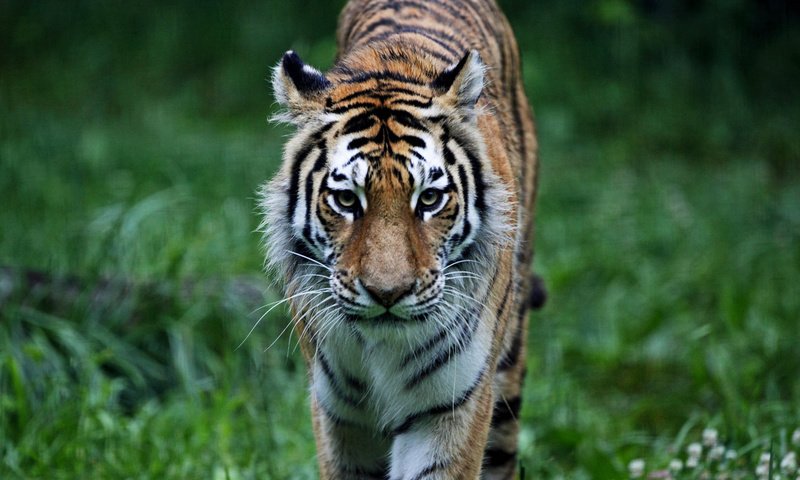 Обои тигр, трава, лес, взгляд, хищник, дикая кошка, tiger, grass, forest, look, predator, wild cat разрешение 1920x1080 Загрузить