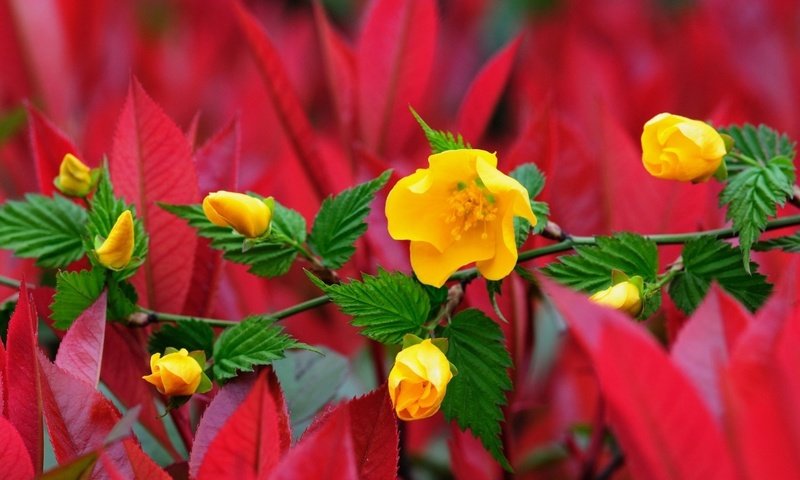 Обои цветы, ветка, цветение, бутоны, листья, красные, желтые, flowers, branch, flowering, buds, leaves, red, yellow разрешение 1920x1200 Загрузить