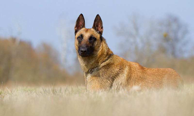 Обои взгляд, собака, друг, малинуа, бельгийская овчарка, look, dog, each, malinois, belgian shepherd разрешение 2560x1600 Загрузить