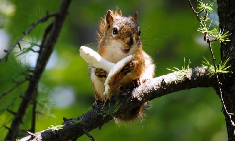 Обои ветка, дерево, гриб, белка, branch, tree, mushroom, protein разрешение 2000x1250 Загрузить