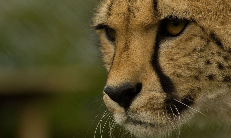 Обои морда, хищник, гепард, дикая кошка, face, predator, cheetah, wild cat разрешение 2048x1360 Загрузить