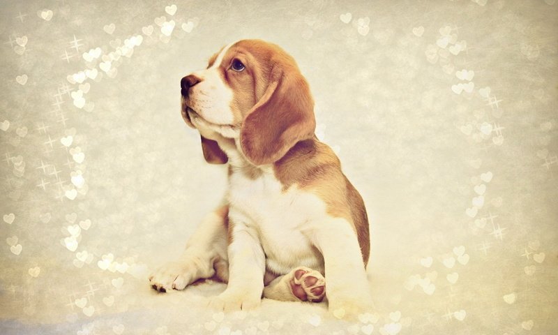 Обои фон, собака, щенок, сидит, бигль, background, dog, puppy, sitting, beagle разрешение 1920x1200 Загрузить