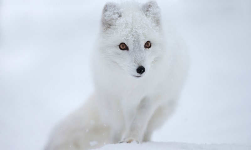 Обои снег, мордочка, взгляд, песец, полярная лисица, snow, muzzle, look, fox, polar fox разрешение 2048x1427 Загрузить