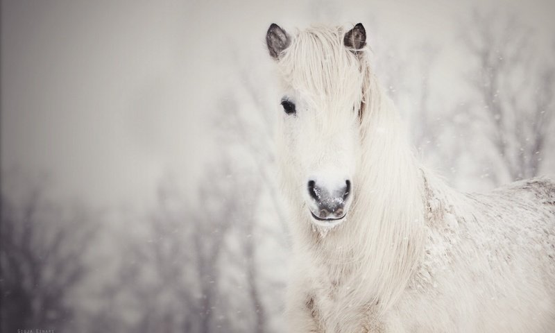 Обои лошадь, снег, зима, конь, грива, белая, horse, snow, winter, mane, white разрешение 1920x1238 Загрузить