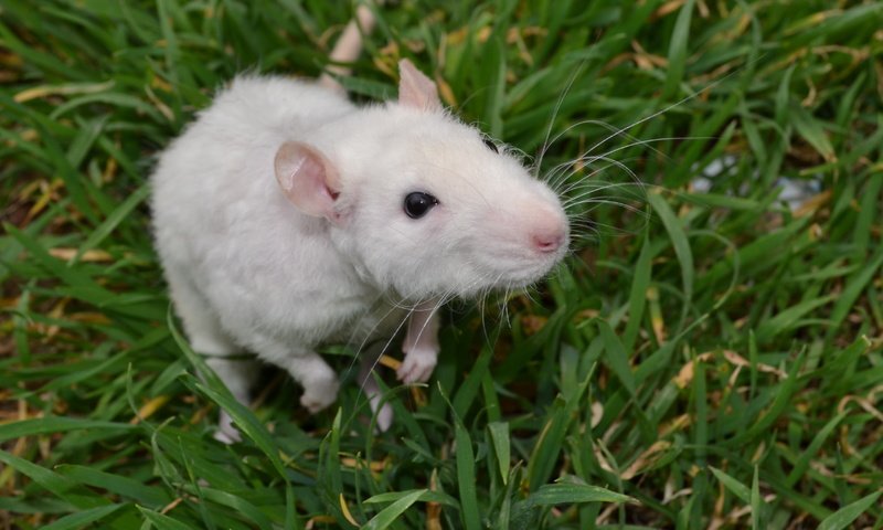 Обои трава, мышь, животное, крыса, грызун, grass, mouse, animal, rat, rodent разрешение 4608x3072 Загрузить