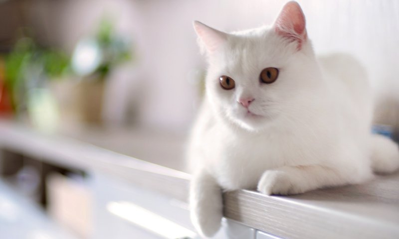 Обои кот, кошка, белый, домашнее, животное, cat, white, home, animal разрешение 4237x2465 Загрузить