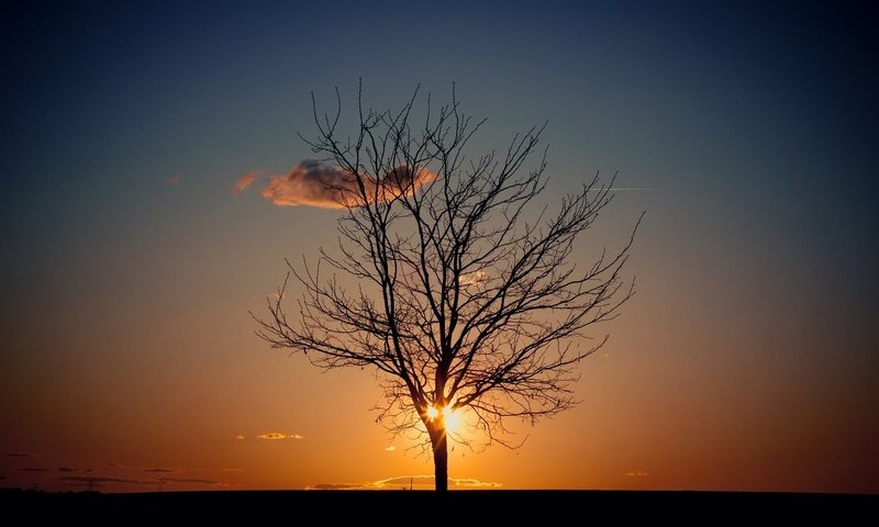 Обои небо, вечер, солнце, природа, дерево, the sky, the evening, the sun, nature, tree разрешение 1920x1200 Загрузить