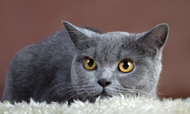 Обои фон, кот, кошка, взгляд, серый, британская кошка, background, cat, look, grey, british cat разрешение 2560x1600 Загрузить