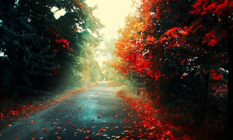 Обои дорога, деревья, природа, парк, осень, аллея, road, trees, nature, park, autumn, alley разрешение 1920x1080 Загрузить