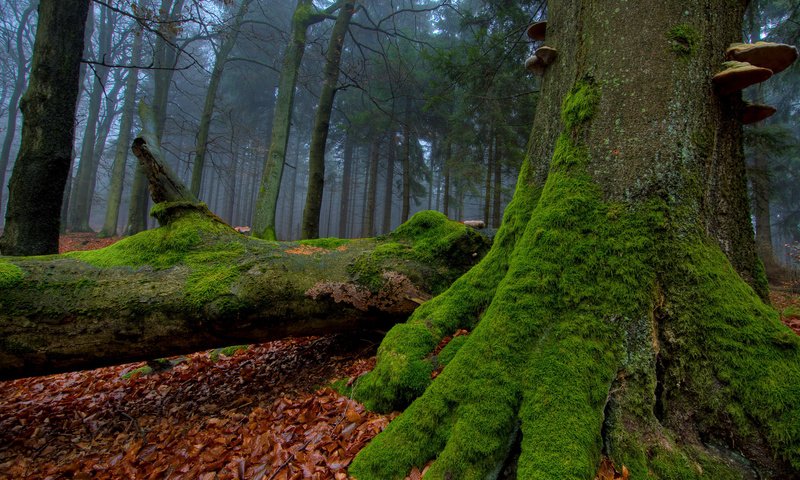 Обои деревья, лес, стволы, листва, осень, грибы, мох, trees, forest, trunks, foliage, autumn, mushrooms, moss разрешение 2560x1440 Загрузить