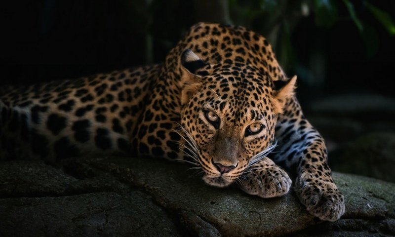 Обои морда, лежит, леопард, хищник, face, lies, leopard, predator разрешение 2000x1125 Загрузить