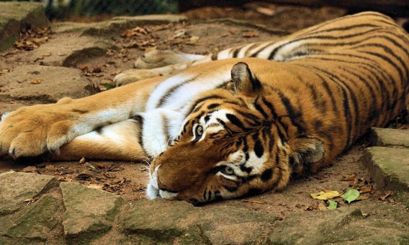 Обои тигр, морда, камни, лапы, лежит, хищник, на камнях, tiger, face, stones, paws, lies, predator, on the rocks разрешение 1920x1080 Загрузить