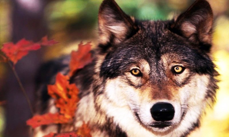 Обои листья, взгляд, осень, хищник, волк, leaves, look, autumn, predator, wolf разрешение 1920x1200 Загрузить