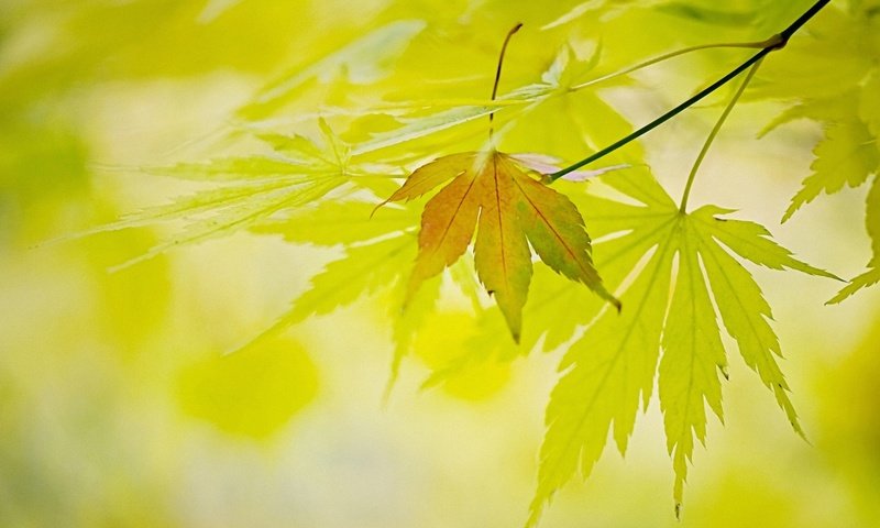 Обои свет, природа, листья, листва, осень, light, nature, leaves, foliage, autumn разрешение 1920x1200 Загрузить