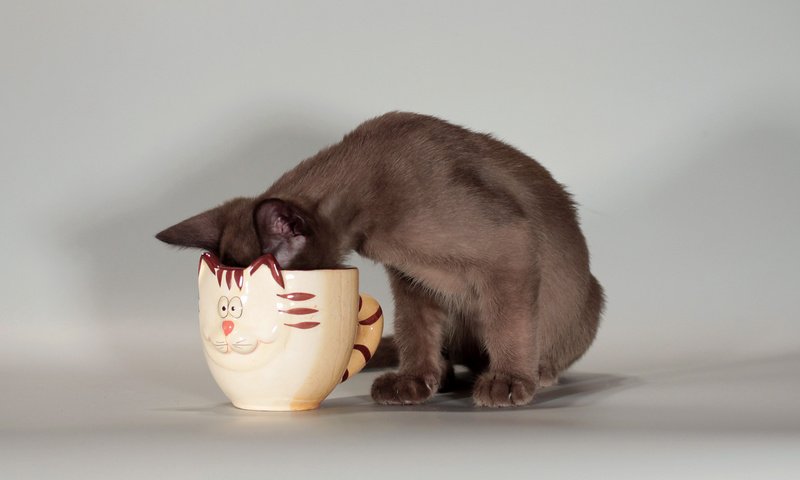 Обои кот, кошка, кружка, с мордашкой, cat, mug, with the face разрешение 1920x1080 Загрузить