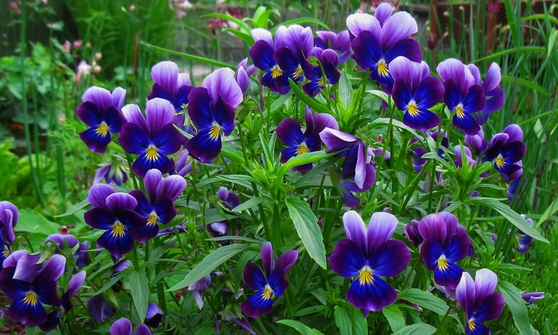 Обои цветы, анютины глазки, фиолетовые, flowers, pansy, purple разрешение 3648x2048 Загрузить