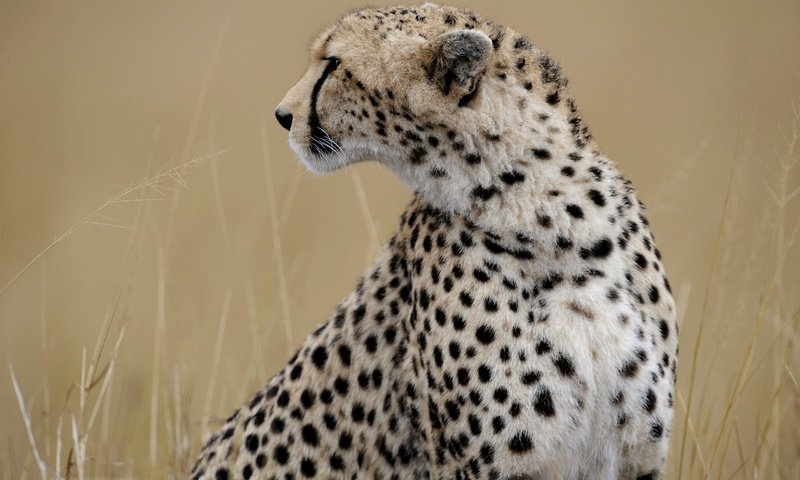 Обои морда, профиль, гепард, дикая кошка, face, profile, cheetah, wild cat разрешение 2560x1703 Загрузить