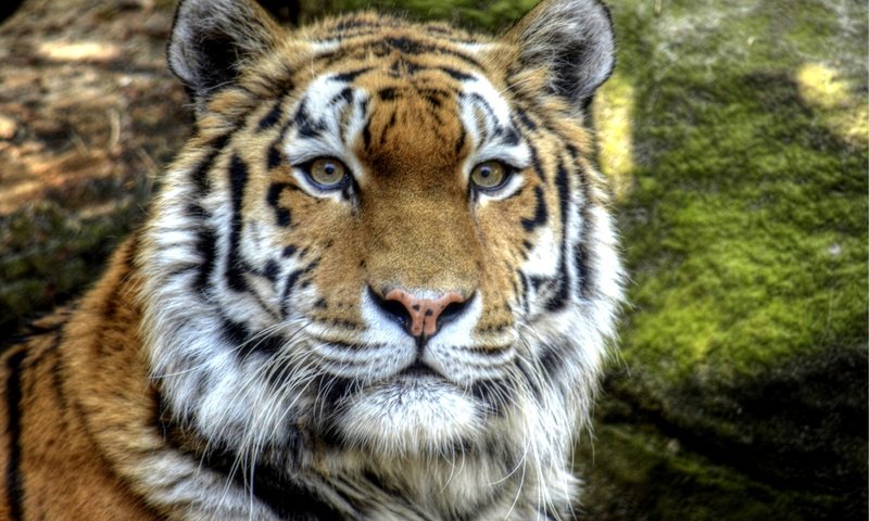 Обои тигр, морда, взгляд, хищник, tiger, face, look, predator разрешение 2600x1722 Загрузить