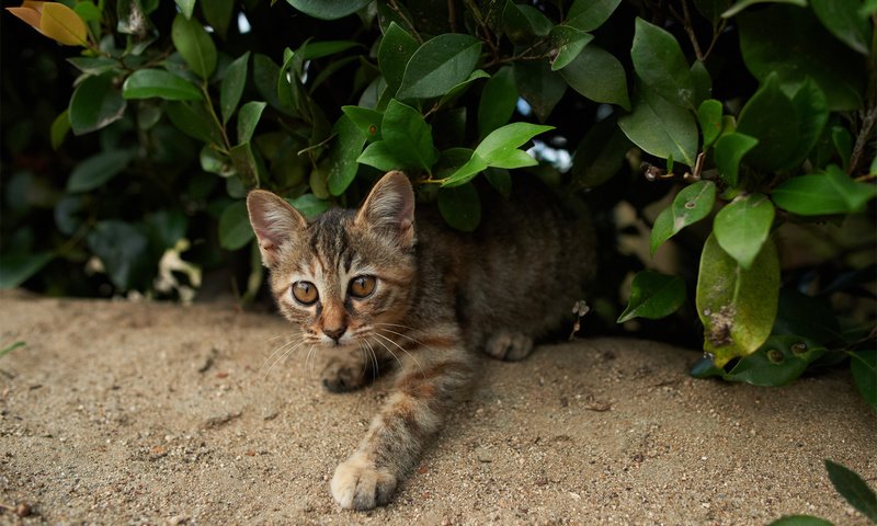 Обои зелень, кошка, взгляд, котенок, куст, полосатый, greens, cat, look, kitty, bush, striped разрешение 1920x1200 Загрузить