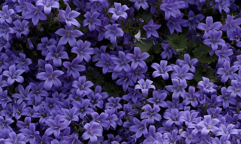 Обои цветы, колокольчики, ковер, фиолетовые, flowers, bells, carpet, purple разрешение 1920x1280 Загрузить
