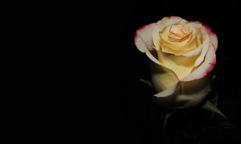 Обои роза, подарок, нежные лепестки, rose, gift, delicate petals разрешение 2560x1600 Загрузить