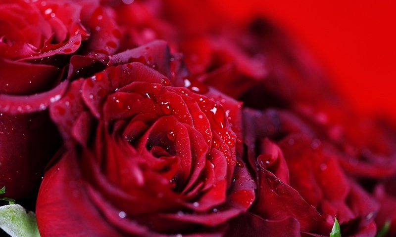 Обои капли, розы, красные, букет, много, drops, roses, red, bouquet, a lot разрешение 1920x1080 Загрузить