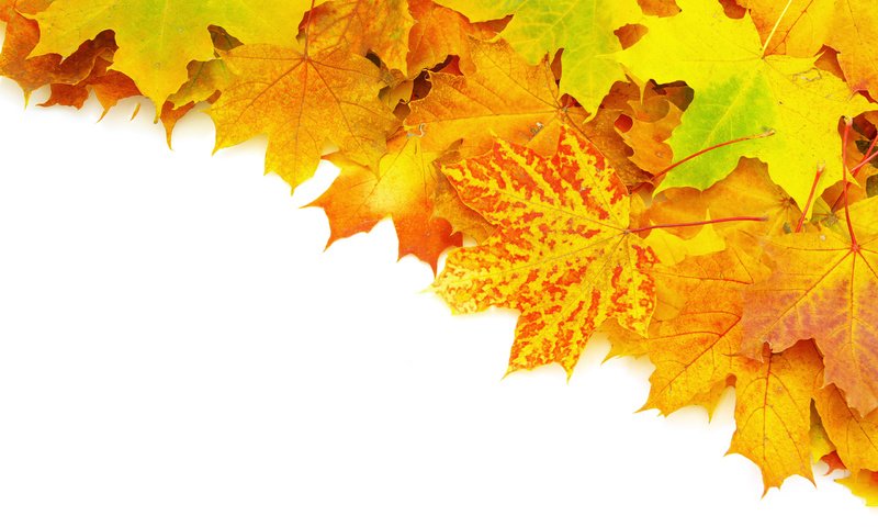 Обои листья, осень, прожилки, яркость, ворох, leaves, autumn, veins, brightness, heap разрешение 2560x1600 Загрузить