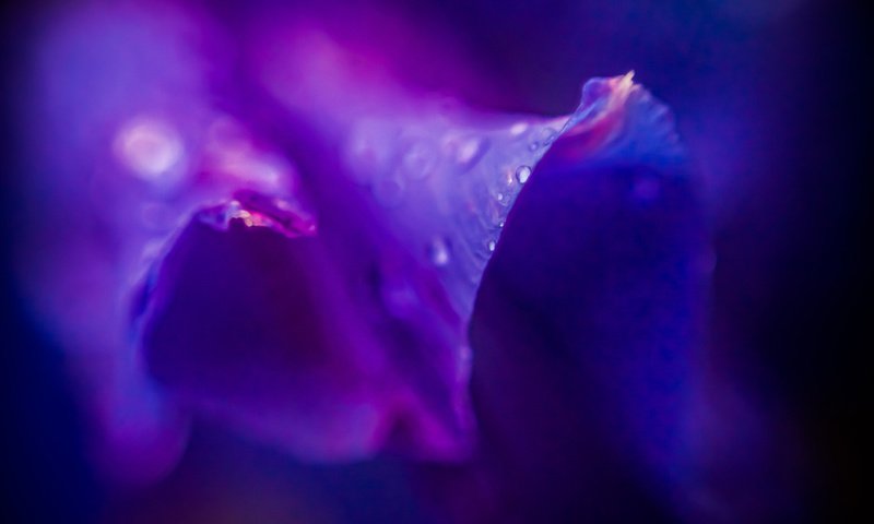 Обои цветок, роса, капли, фиолетовый, сиреневый, пурпурный, flower, rosa, drops, purple, lilac разрешение 1920x1200 Загрузить