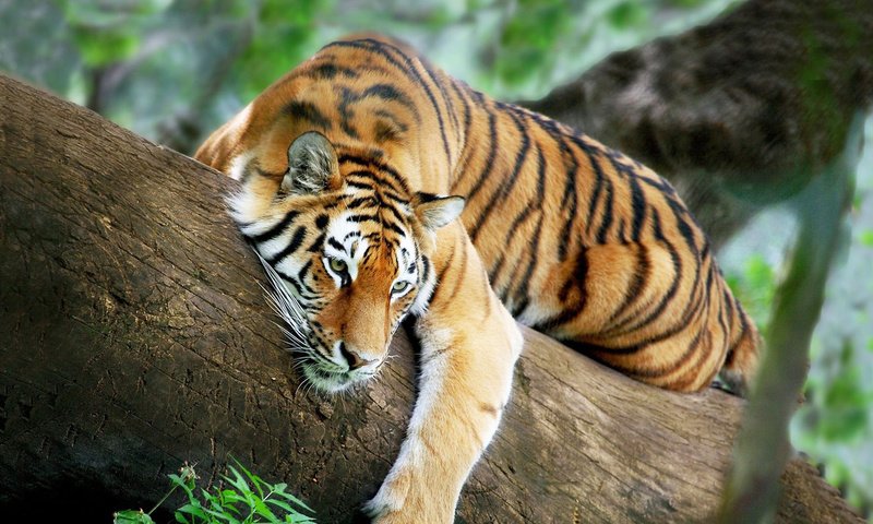 Обои тигр, дерево, тег, tiger, tree, tag разрешение 1920x1080 Загрузить