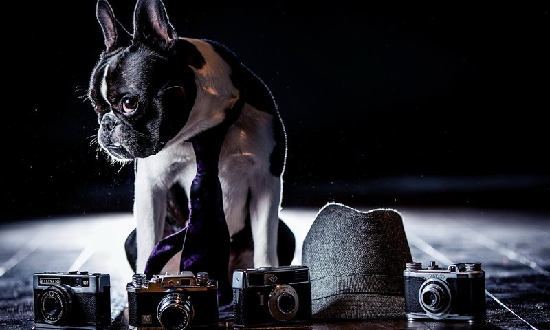 Обои фон, собака, фотоапарат, background, dog, cameras разрешение 1920x1080 Загрузить