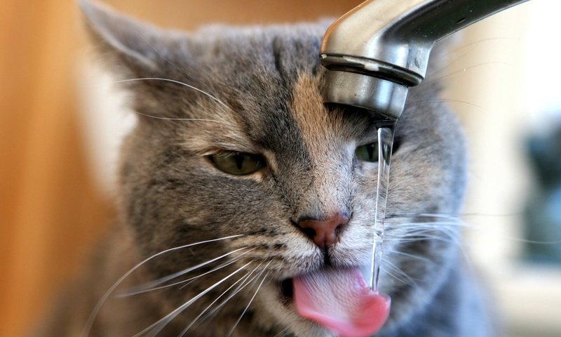 Обои кран, льётся вода, кот утоляет жажду, crane, water flows, the cat quenches thirst разрешение 1920x1080 Загрузить