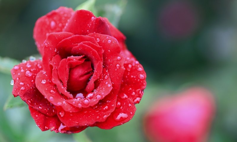 Обои цветок, капли, роза, лепестки, flower, drops, rose, petals разрешение 2560x1600 Загрузить