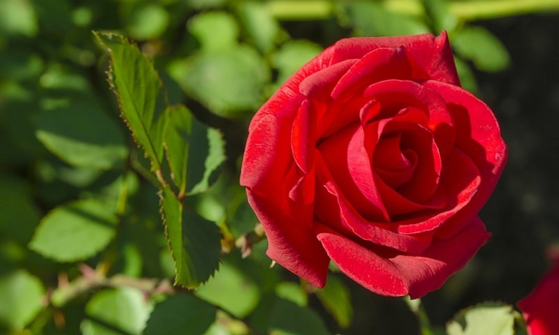Обои макро, цветок, роза, бутон, крупным планом, macro, flower, rose, bud, closeup разрешение 1920x1200 Загрузить