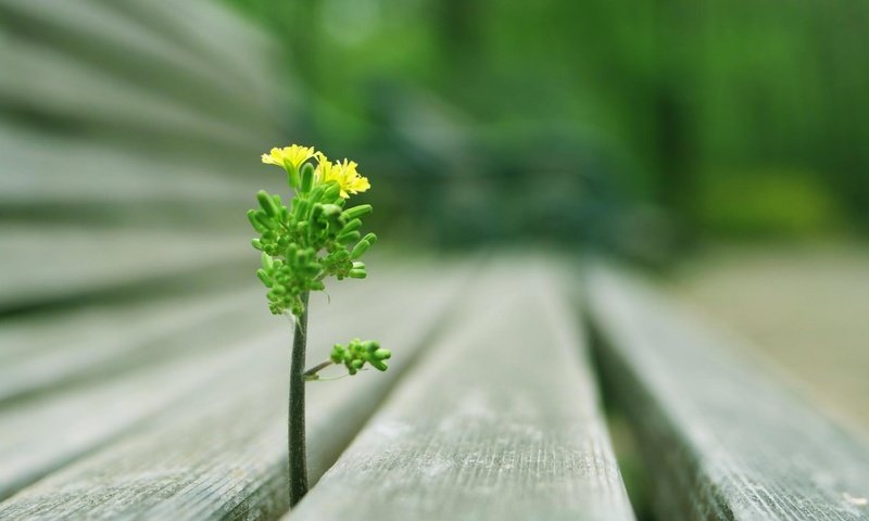 Обои цветок, скамейка, проросток сквозь скамейку, flower, bench, the seedling through the bench разрешение 1920x1200 Загрузить
