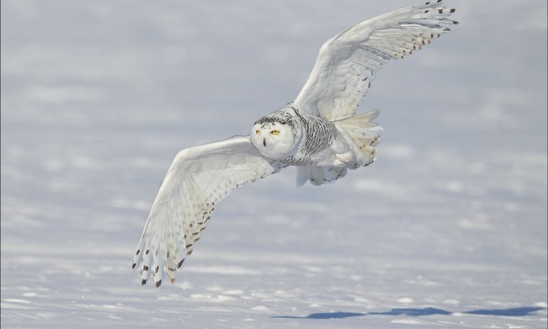 Обои снег, зима, крылья, полярная сова, белая сова, snow, winter, wings, snowy owl, white owl разрешение 2560x1600 Загрузить