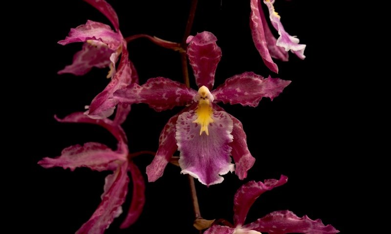 Обои макро, цветок, лепестки, темный фон, орхидея, macro, flower, petals, the dark background, orchid разрешение 1920x1200 Загрузить