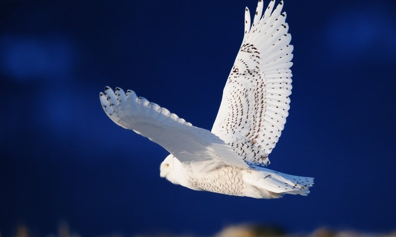 Обои белая сова, летящая, white owl, flying разрешение 2560x1600 Загрузить